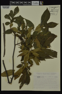 Carya glabra var. glabra image