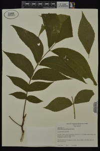 Carya illinoinensis image