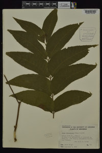 Carya illinoinensis image