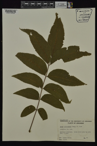 Carya illinoinensis image