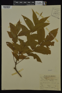 Carya illinoinensis image