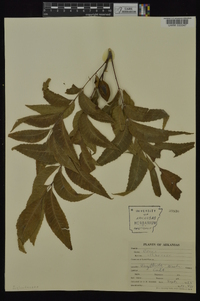 Carya illinoinensis image