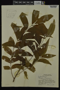 Carya illinoinensis image