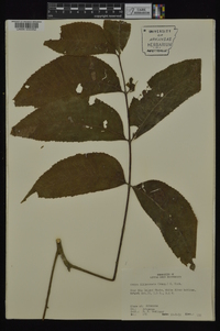 Carya illinoinensis image