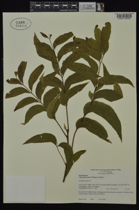 Carya illinoinensis image