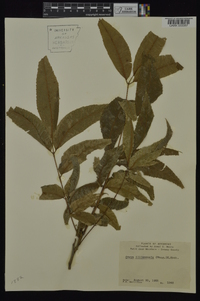 Carya illinoinensis image