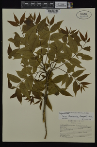 Carya illinoinensis image