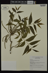 Carya illinoinensis image