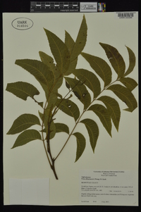 Carya illinoinensis image