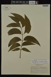 Carya illinoinensis image