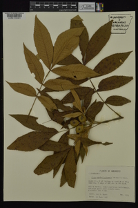 Carya myristiciformis image