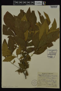 Carya myristiciformis image