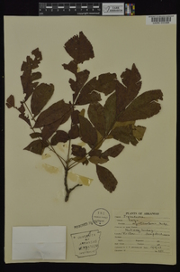 Carya myristiciformis image