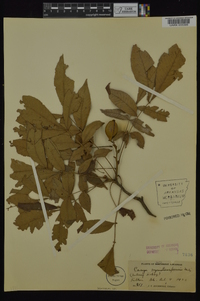 Carya myristiciformis image