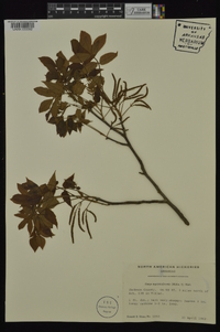 Carya myristiciformis image