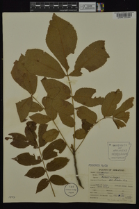 Carya myristiciformis image