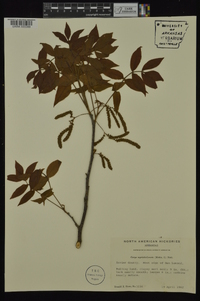 Carya myristiciformis image