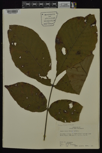 Carya ovata var. ovata image