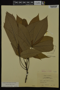 Carya ovata var. ovata image