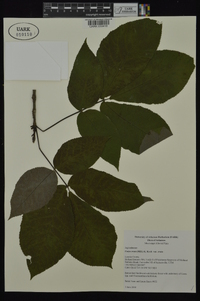 Carya ovata var. ovata image