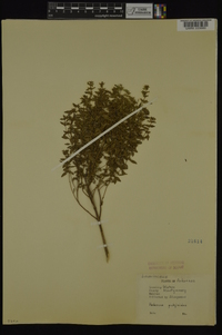 Hedeoma pulegioides image