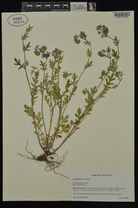 Phacelia hirsuta image