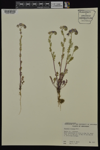 Phacelia hirsuta image