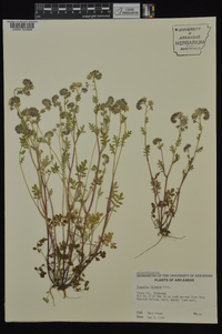 Phacelia hirsuta image