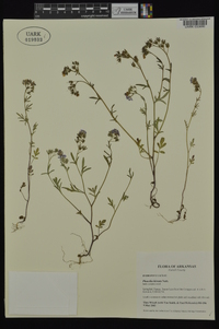 Phacelia hirsuta image