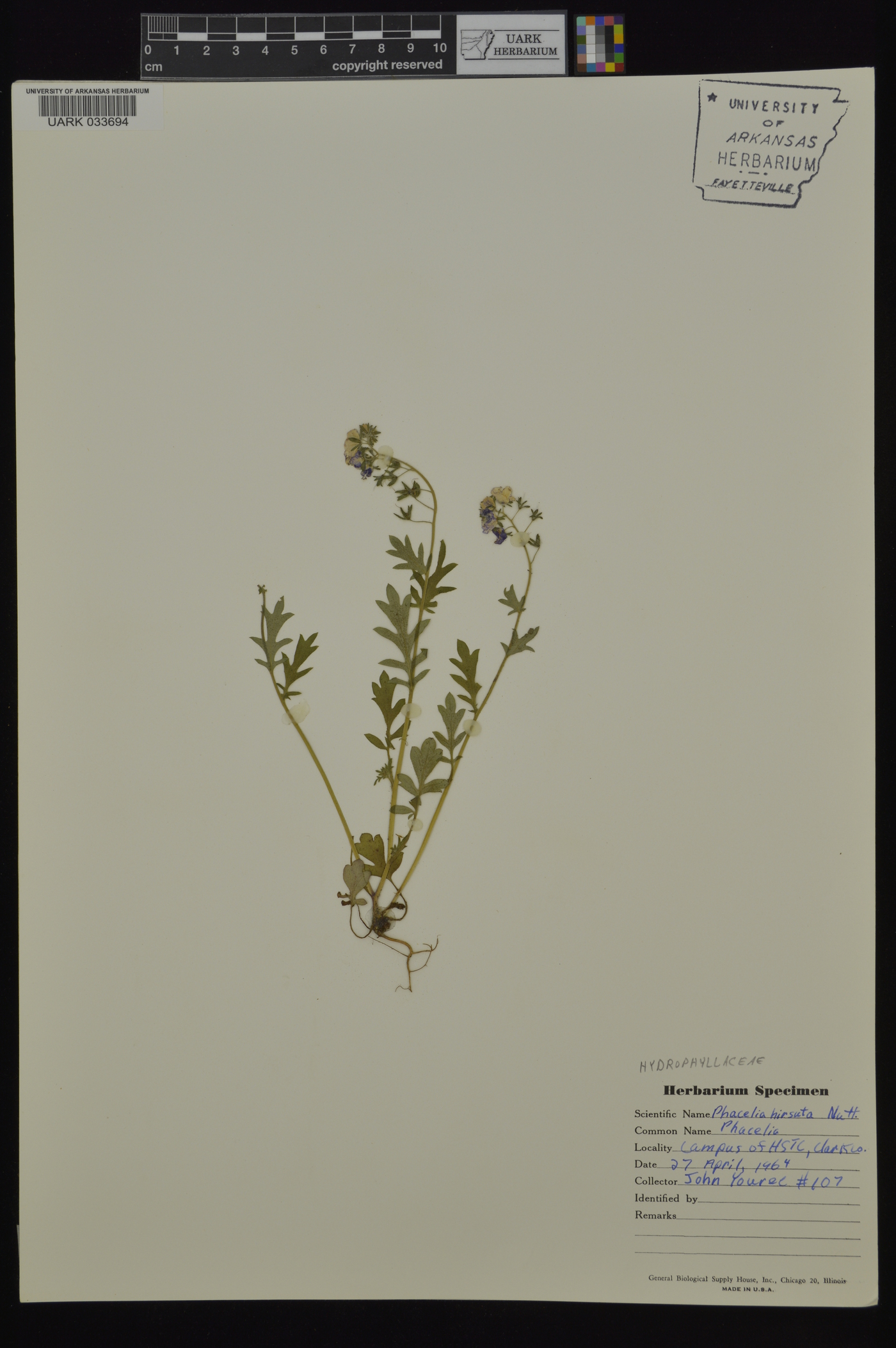 Phacelia hirsuta image