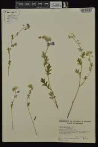 Phacelia hirsuta image