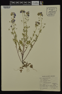 Phacelia hirsuta image