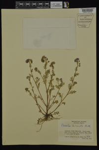 Phacelia hirsuta image