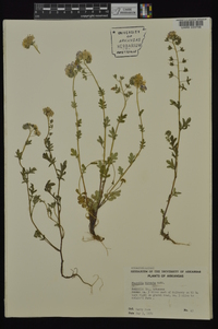 Phacelia hirsuta image