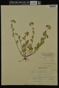 Phacelia hirsuta image