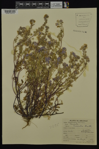 Phacelia hirsuta image