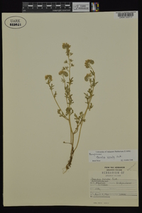 Phacelia hirsuta image