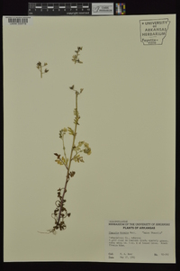 Phacelia hirsuta image