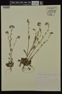 Phacelia hirsuta image