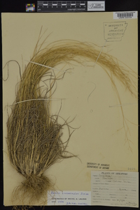 Dichanthelium linearifolium image