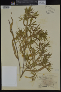 Dichanthelium scribnerianum image