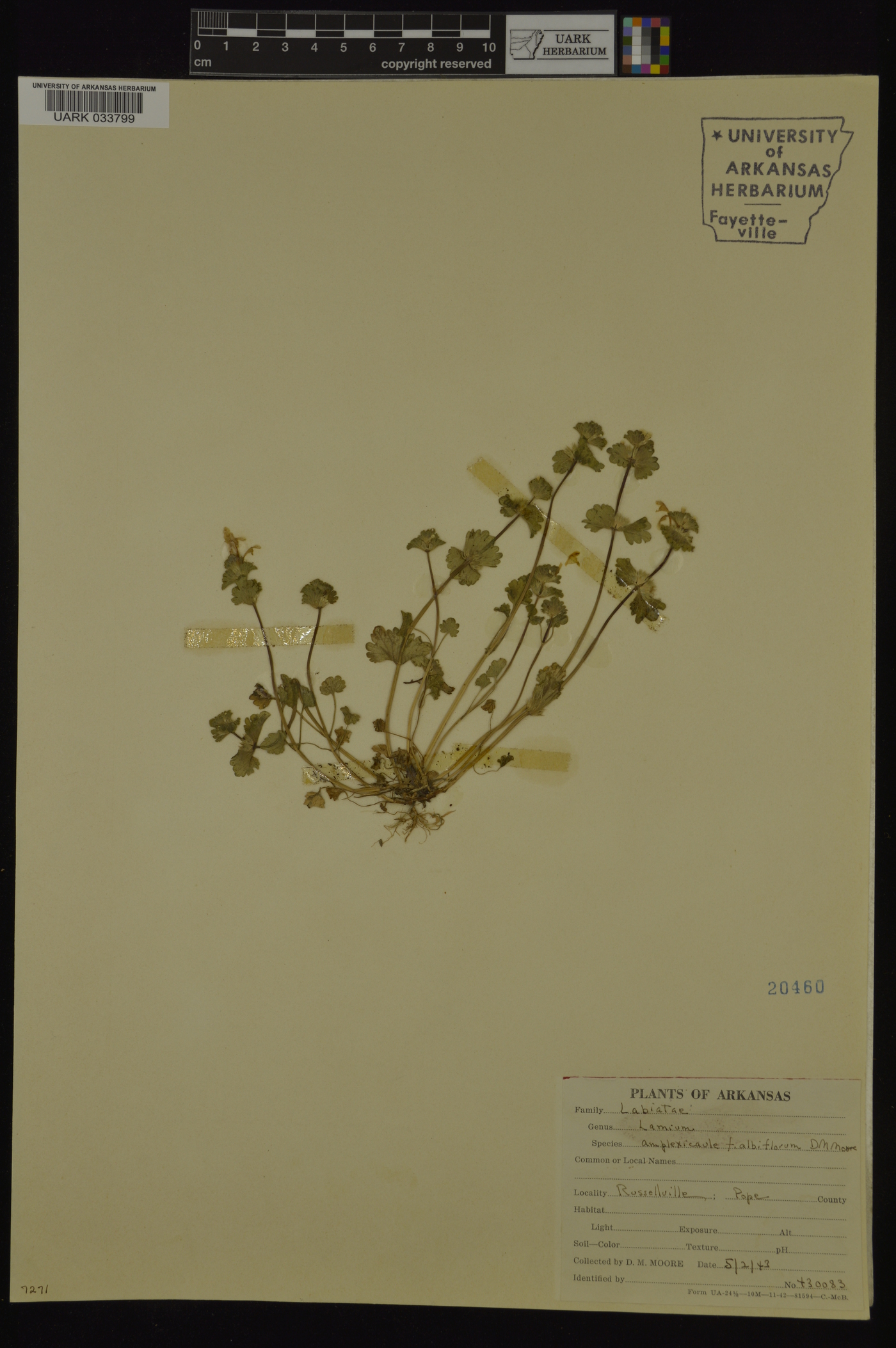 Lamium amplexicaule subsp. amplexicaule image