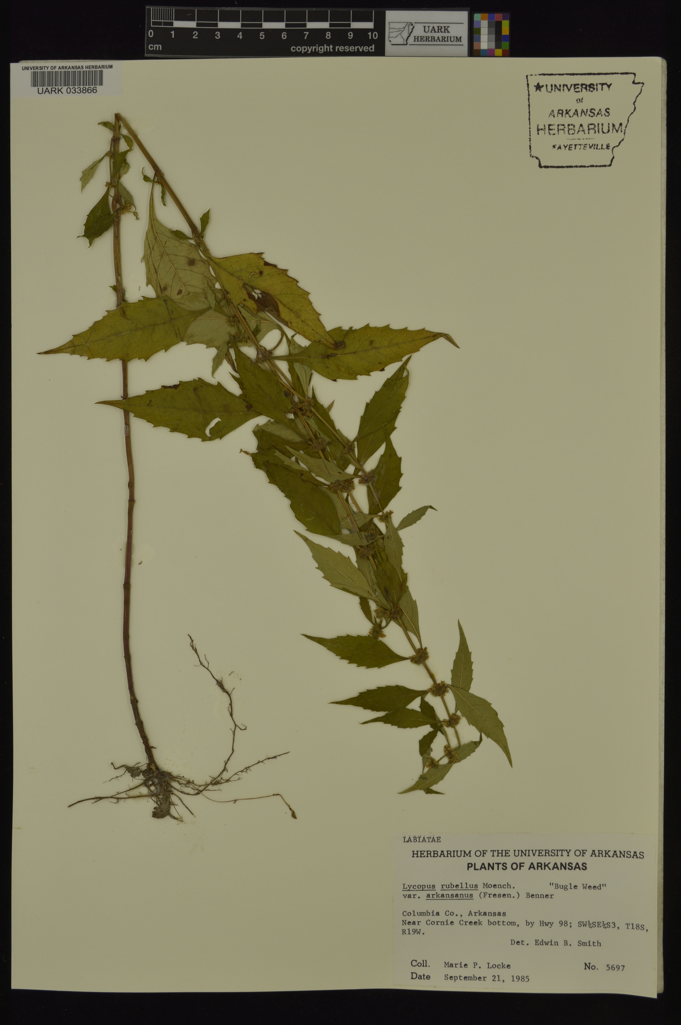 Lycopus rubellus var. arkansanus image