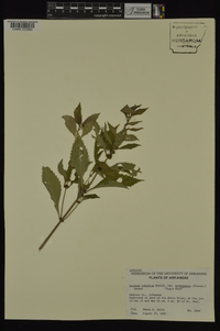 Lycopus rubellus image