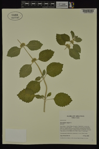 Marrubium vulgare image