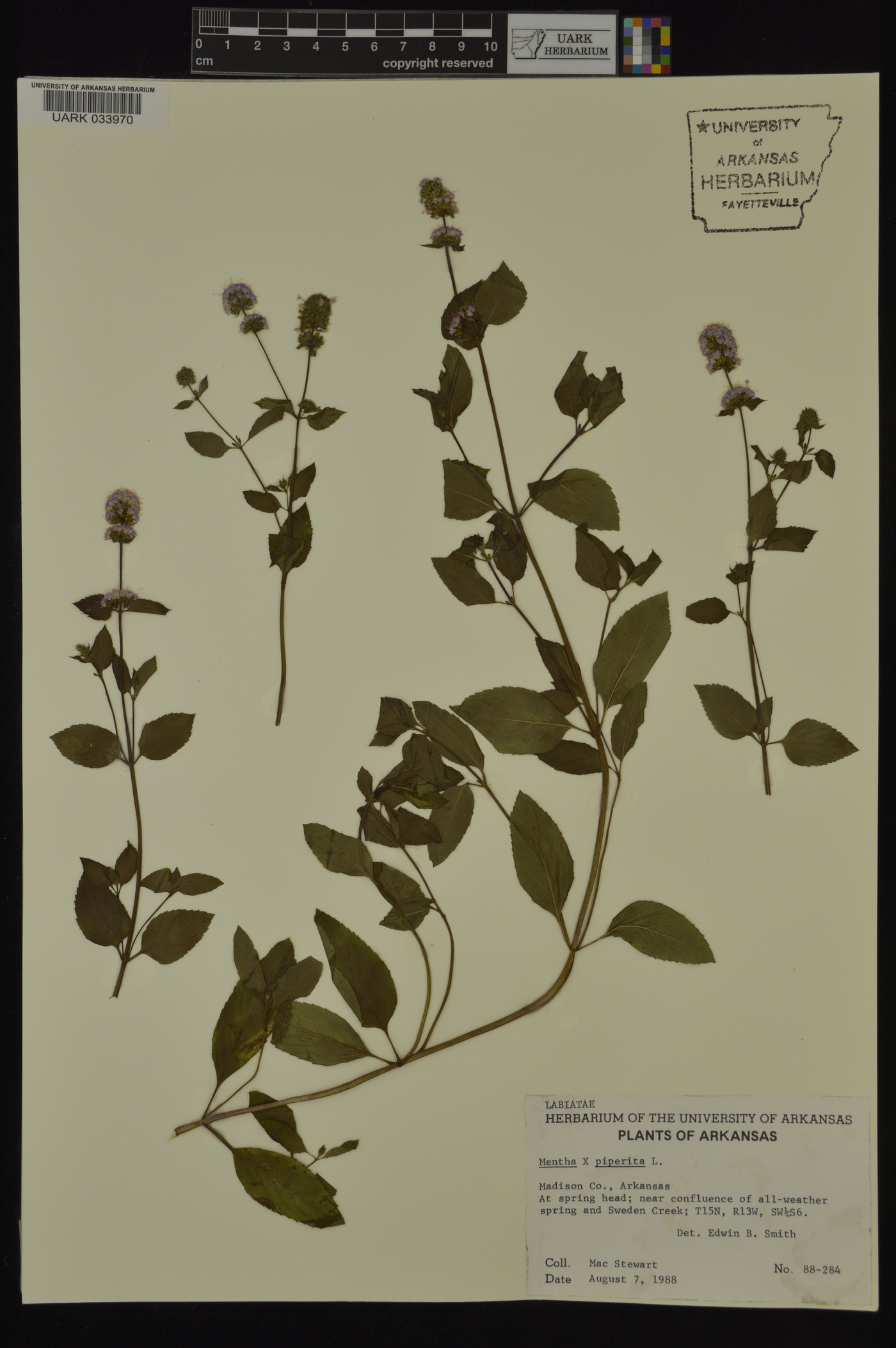 Mentha × piperita image