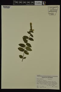 Mentha spicata image