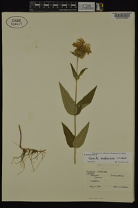 Monarda bradburiana image