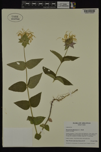 Monarda bradburiana image