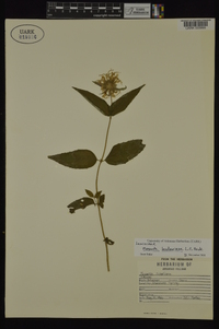 Monarda bradburiana image